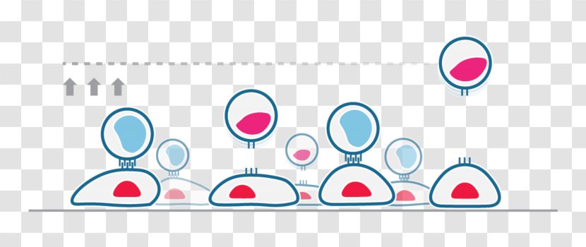 Cell–cell Interaction ASCB EMBO 2017 - Screening - Design Transparent PNG