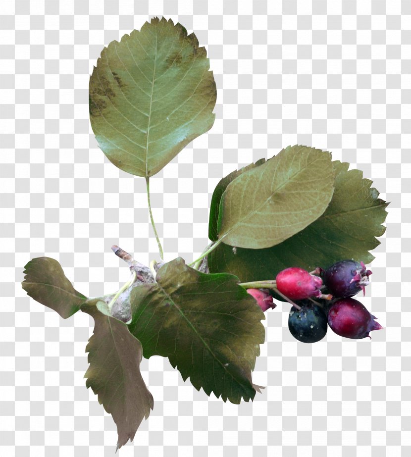 Leaf Green Blueberry - Beautiful Foliage Transparent PNG