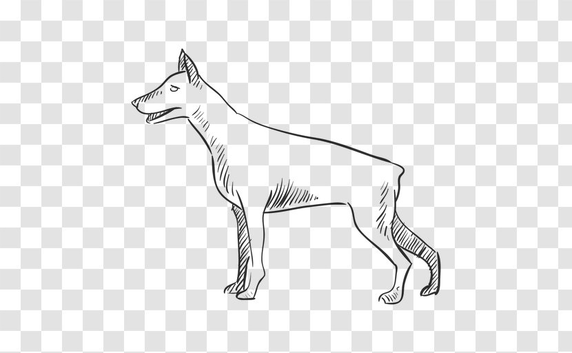 Dog Breed African Wild Dhole - Carnivoran Transparent PNG