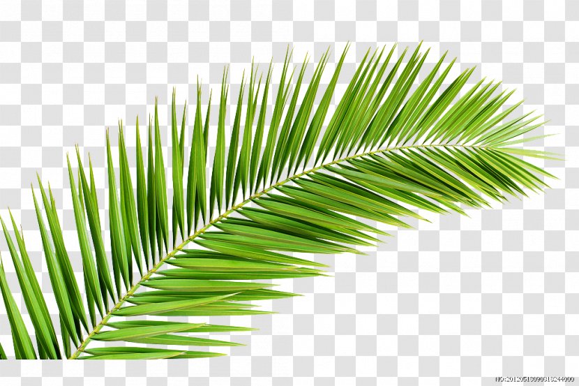 Palm Trees Palm-leaf Manuscript Branch Illustration - Royaltyfree - Grass Transparent PNG