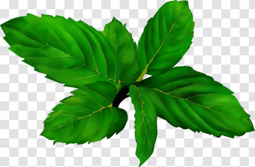 Leaf Flower Green Plant Flowering - Ashitaba - Tree Transparent PNG