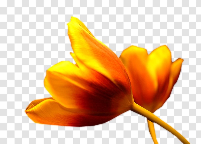 Tulip Petal Plant Stem Flower Close-up - Flowering Transparent PNG