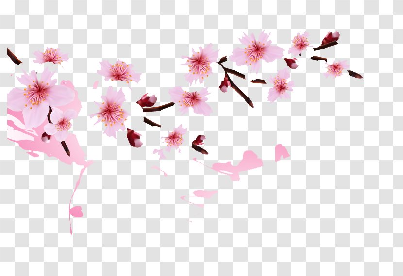 National Cherry Blossom Festival Clip Art - Petal - Peach Transparent PNG