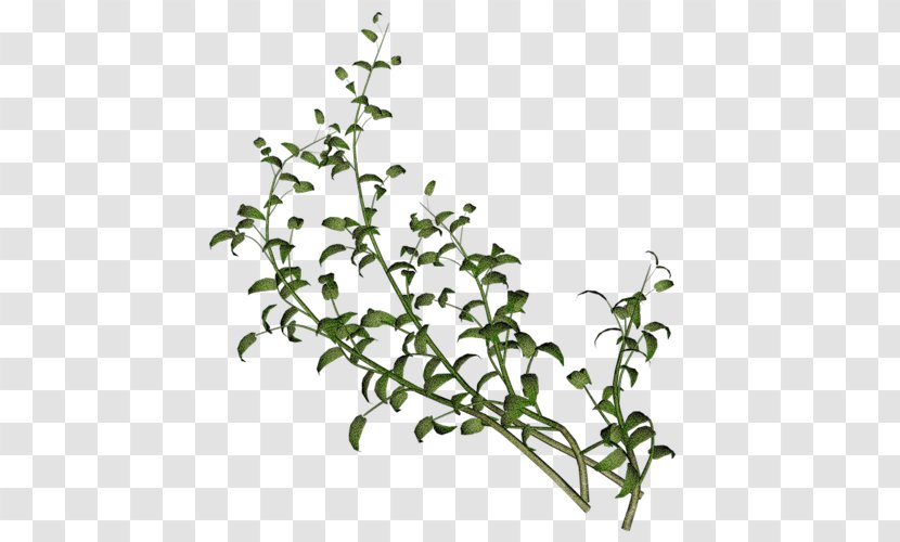 Twigs - Flora - Plant Transparent PNG