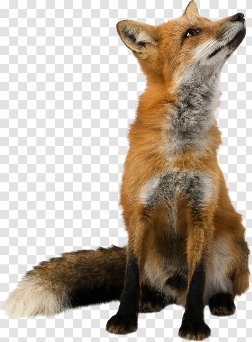 Fox Wallpaper - Fauna Transparent PNG