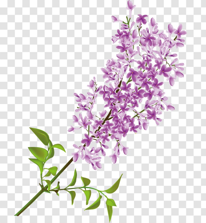Common Lilac Flower Clip Art - Purple Transparent PNG