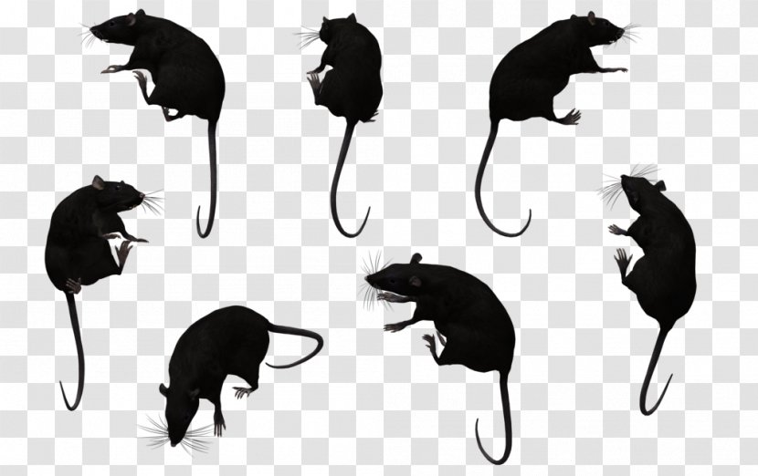 Mouse Cat Black Rat Muroids - Like Mammal Transparent PNG