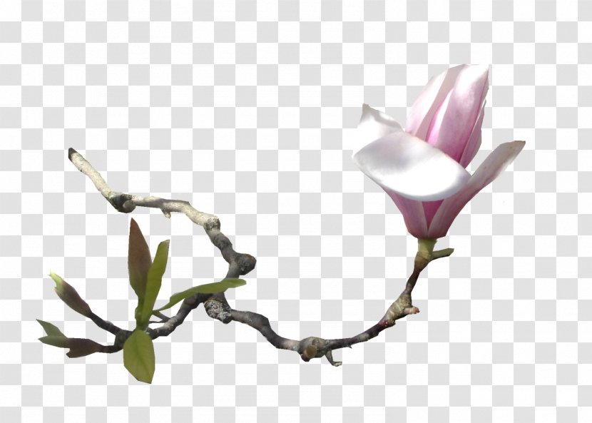Southern Magnolia Flower Email Clip Art Transparent PNG
