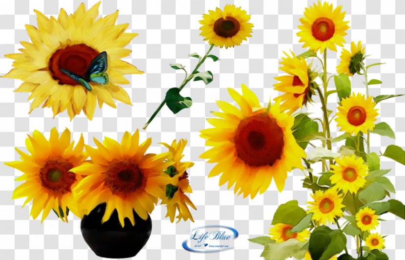 Sunflower - Plant - Vegetarian Food Cut Flowers Transparent PNG