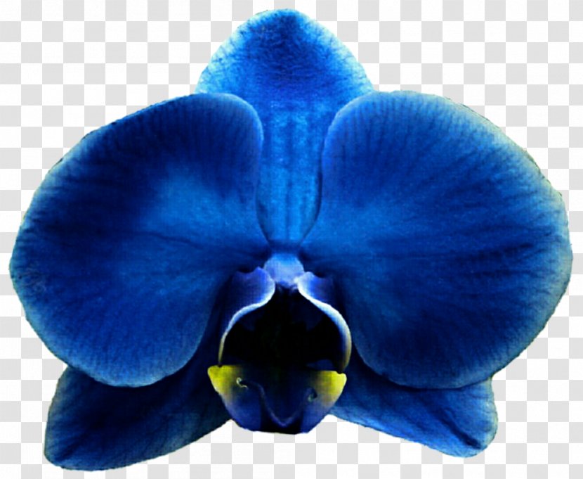 Blue Flower Moth Orchids Clip Art - Violet Transparent PNG
