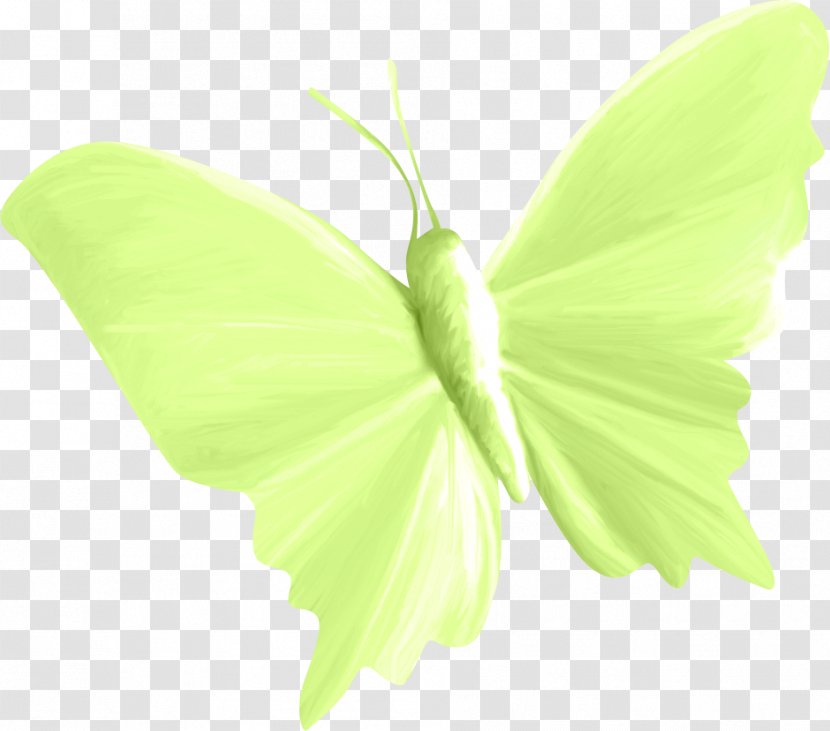 Butterfly Insect Paper Moth - Moths And Butterflies Transparent PNG