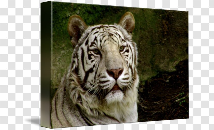 Tiger Whiskers Cat Snout Terrestrial Animal Transparent PNG