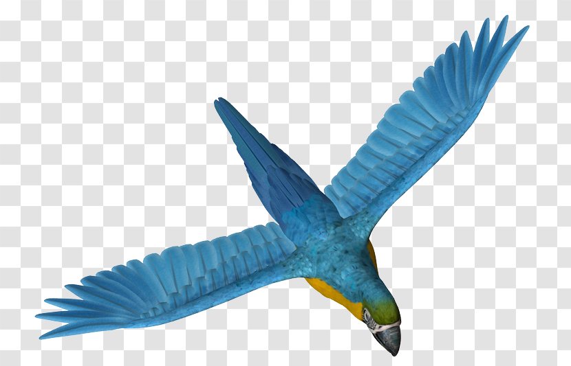 Parrot Beak Bird Clip Art - Animal Transparent PNG