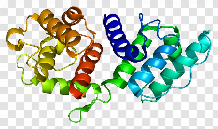 Actinin Alpha 3 Protein Skeletal Muscle - Fiber Transparent PNG