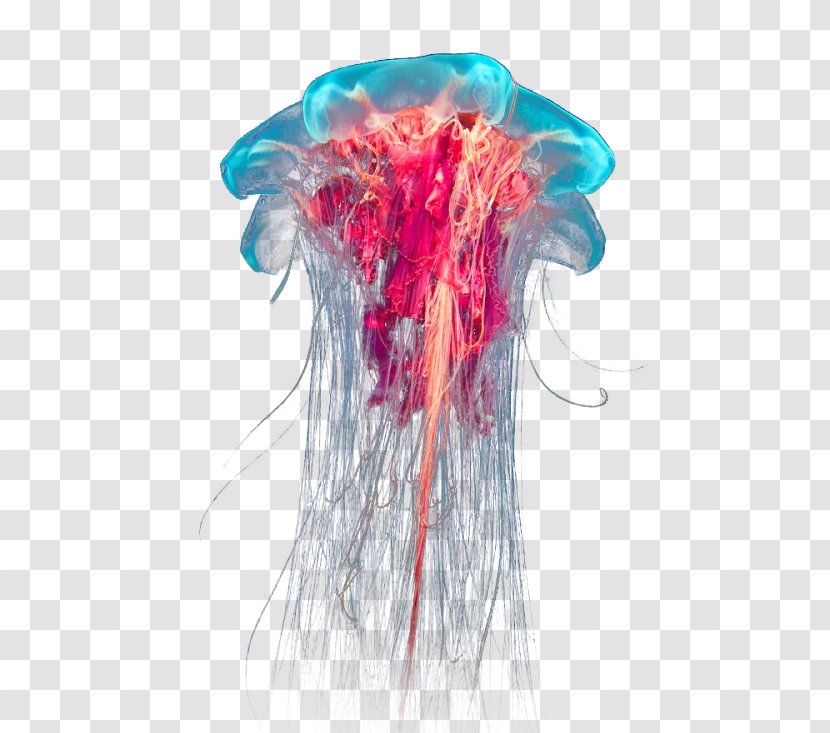 Lion's Mane Jellyfish Ocean Box - Organism Transparent PNG