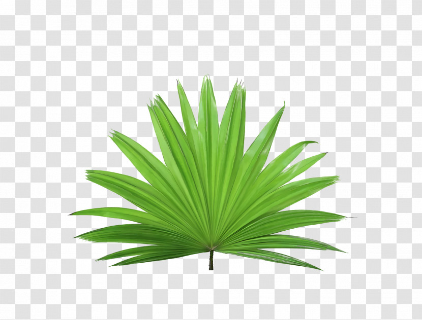 Palm Trees Transparent PNG