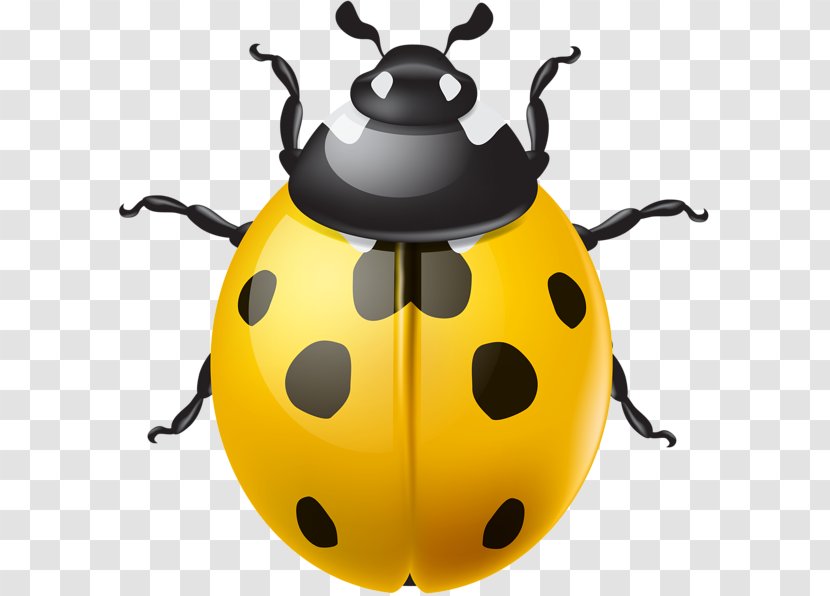 Ladybird Beetle Clip Art Transparent PNG