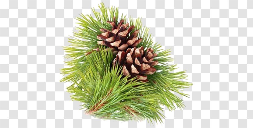 Stock Photography Pine Strobilus Conifer Cone Royalty-free - Royaltyfree Transparent PNG