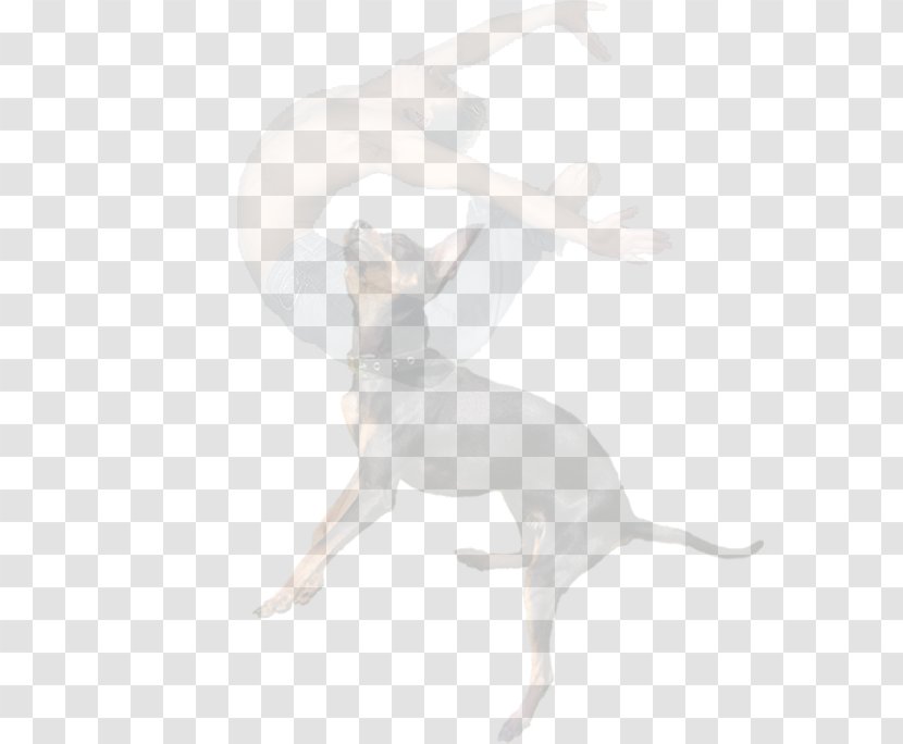 Italian Greyhound Canidae Carnivora Mammal - Show Results Transparent PNG