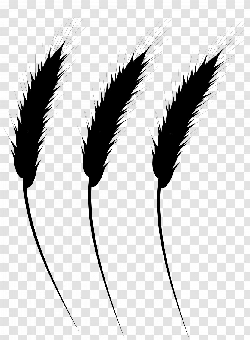Font Eyebrow Commodity Grasses Line - Ear - Blackandwhite Transparent PNG