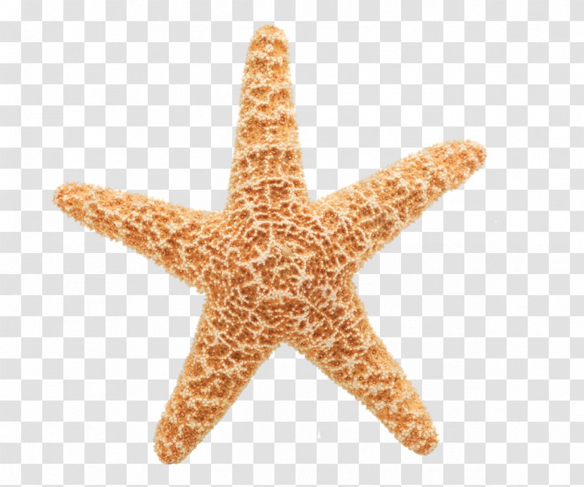 Starfish Animation Giphy Clip Art - Computer Graphics Transparent PNG
