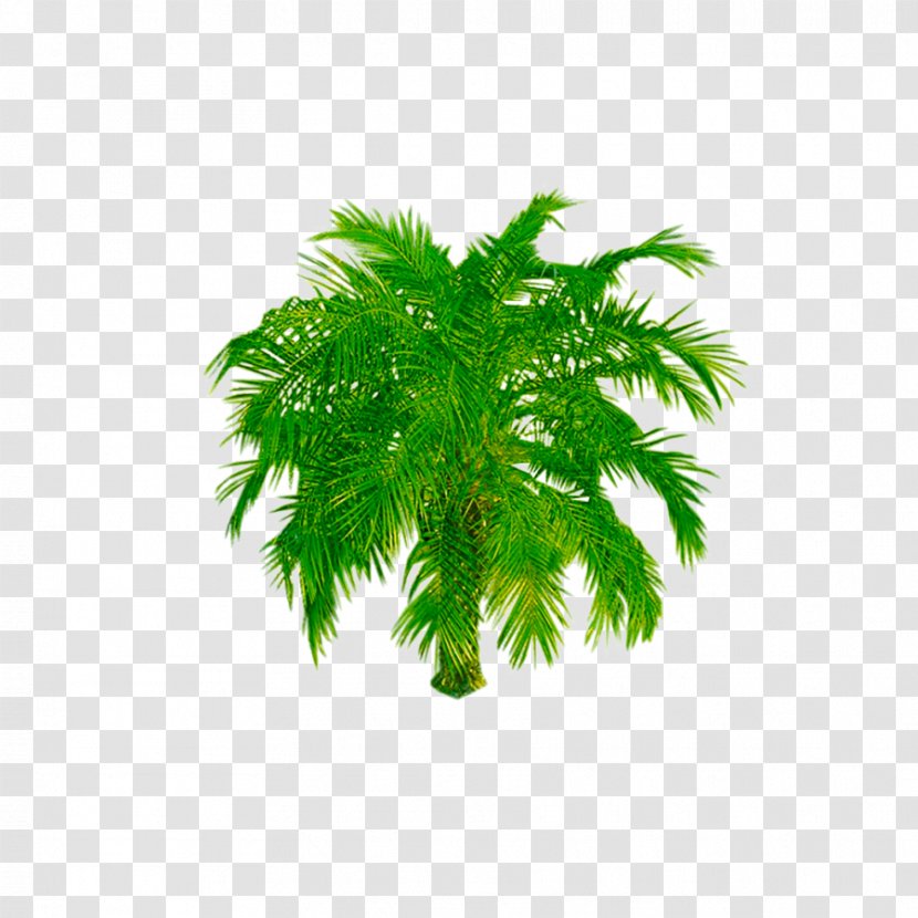 Tree Image Shrub Transparency - Palm Trees Transparent PNG