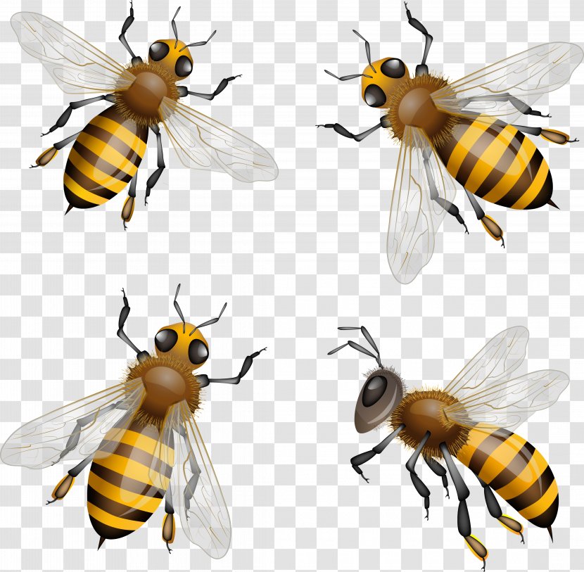 Western Honey Bee Clip Art Royalty-free Bumblebee Transparent PNG