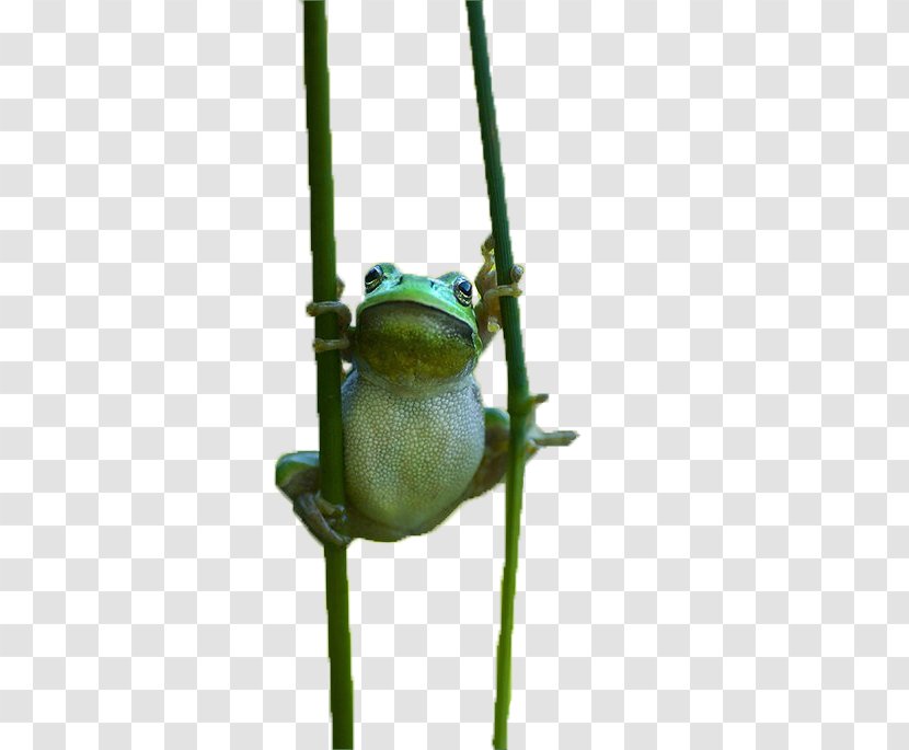 True Frog Tree - Cute Transparent PNG