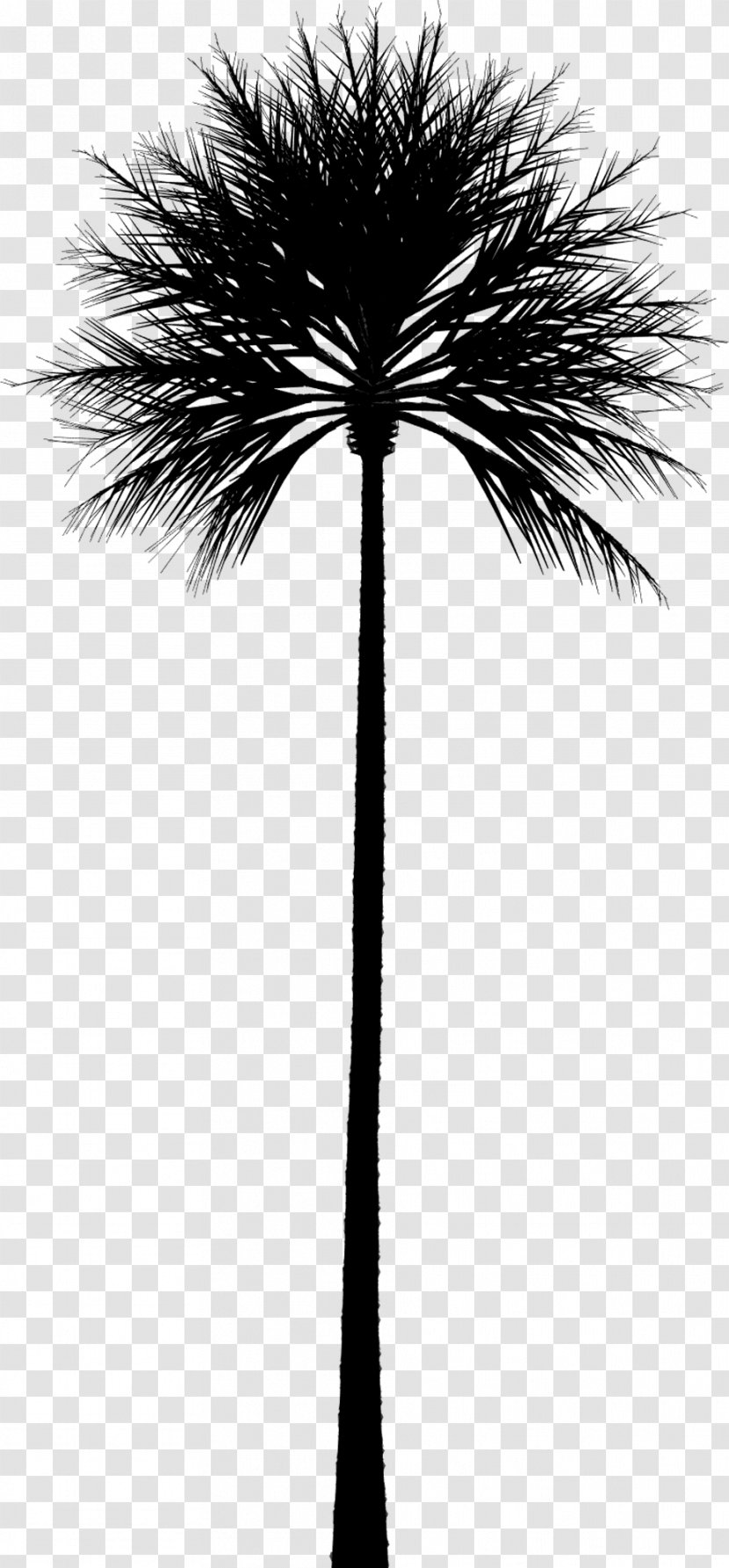 Asian Palmyra Palm Trees Chamaerops Dwarf Fan - Fanleaved Palms - Borassus Flabellifer Transparent PNG
