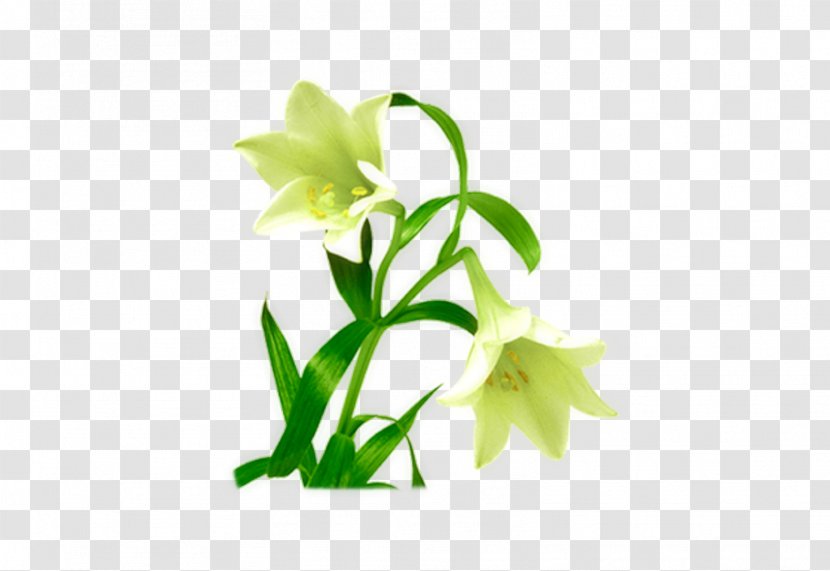 Green Flower Designer Floral Design - Floristry - Lily Transparent PNG