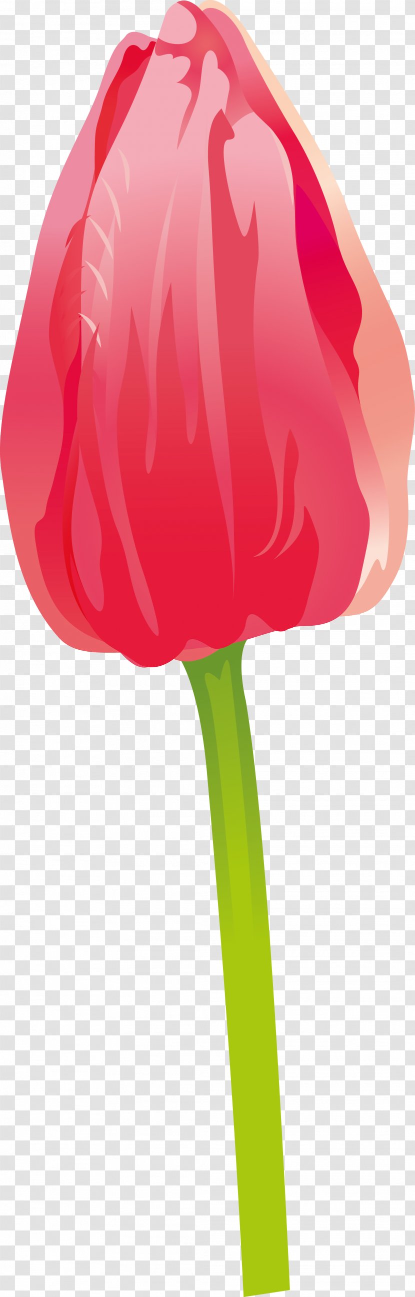 Flowering Plant Petal - Tulip Transparent PNG