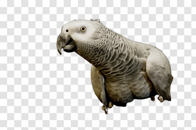 Parrot Bird Parakeet African Grey Terrestrial Animal - Wet Ink - Wildlife Figure Transparent PNG