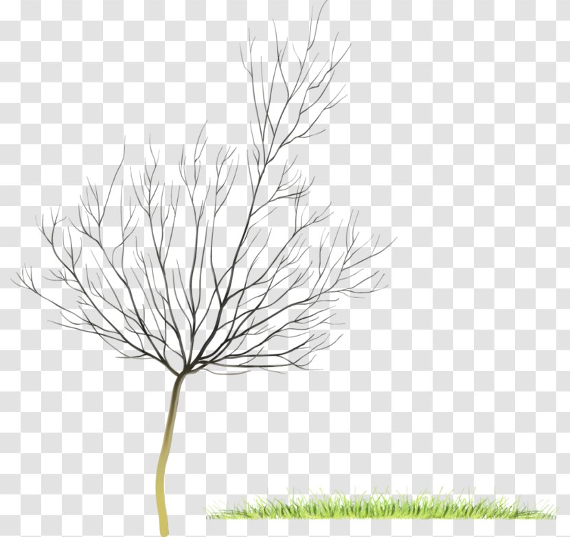 White Pine Grass Plant Leaf Family - Branch - Twig Stem Transparent PNG