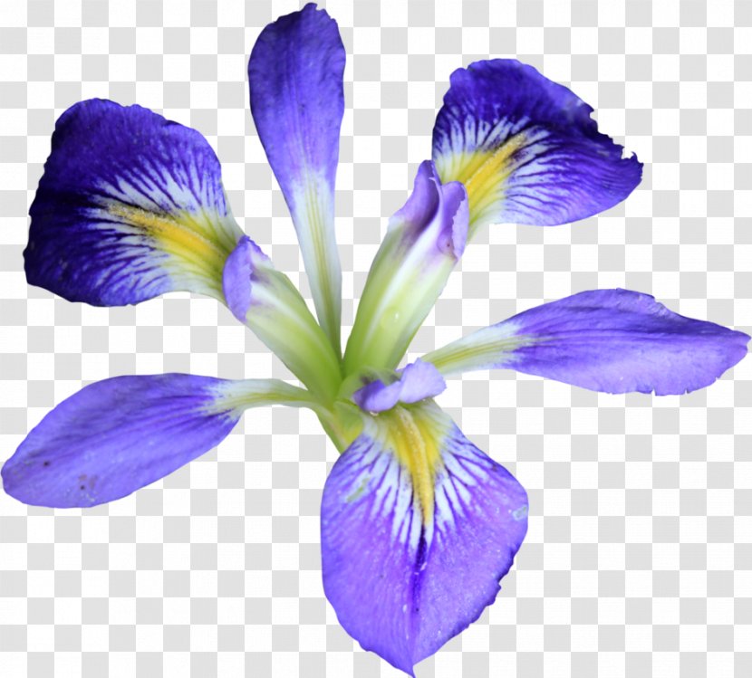 Iris Versicolor Purple Flower - Viola - Background Transparent PNG