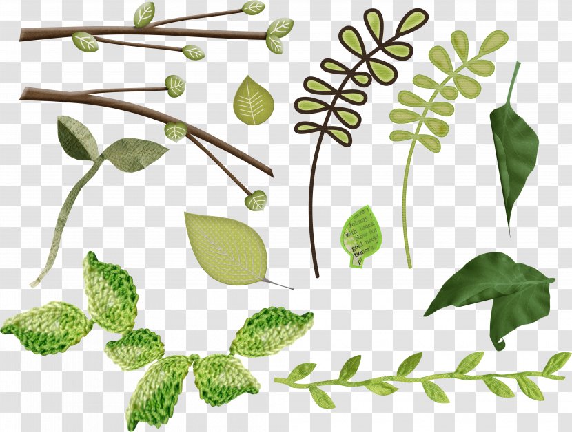 Leaf Plant Stem Herbalism Clip Art - Twig Transparent PNG