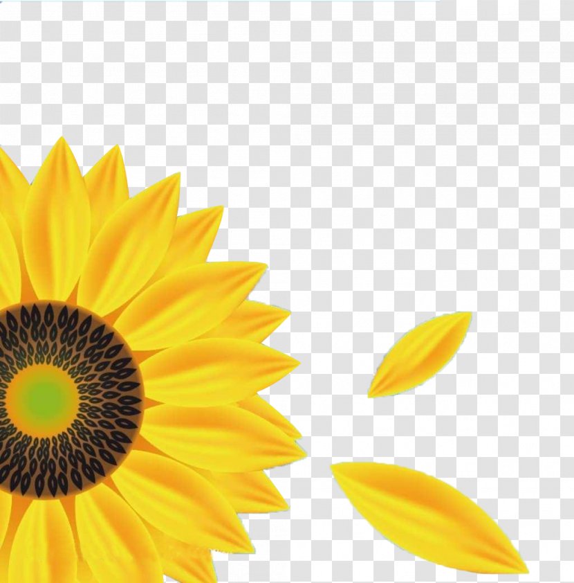 Color Psychology Illustration - Daisy Family - Sunflower Beautiful Transparent PNG