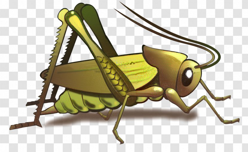 Grasshopper Cri-Cri Cricket Gryllidae T-shirt - Locust - Shoe Transparent PNG