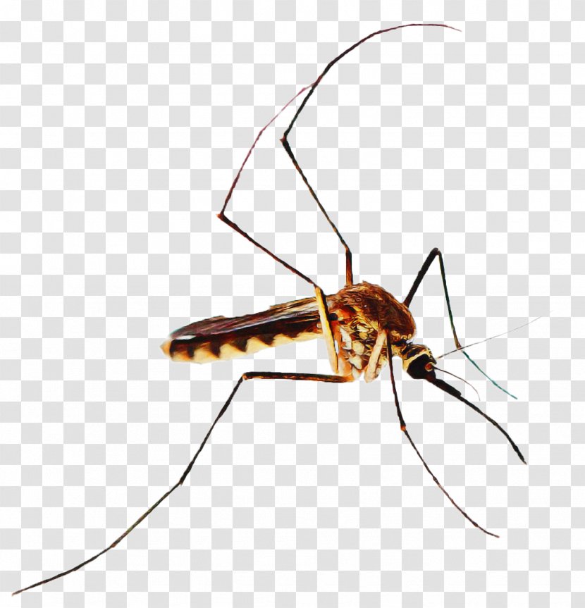 Mosquito Insect - Pollinator - Crane Flies Membranewinged Transparent PNG