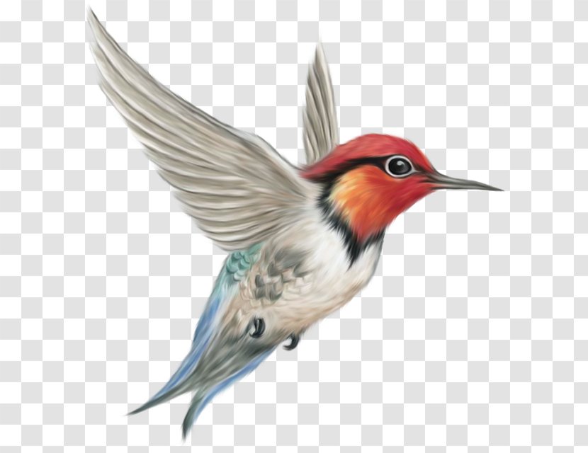 Hummingbird Clip Art - Finch - Bird Transparent PNG