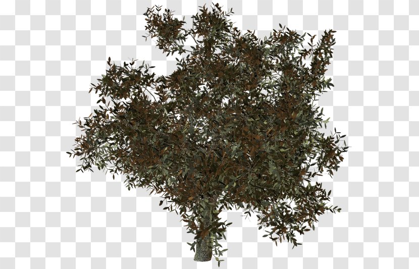 Twig Shrub - Plant Transparent PNG