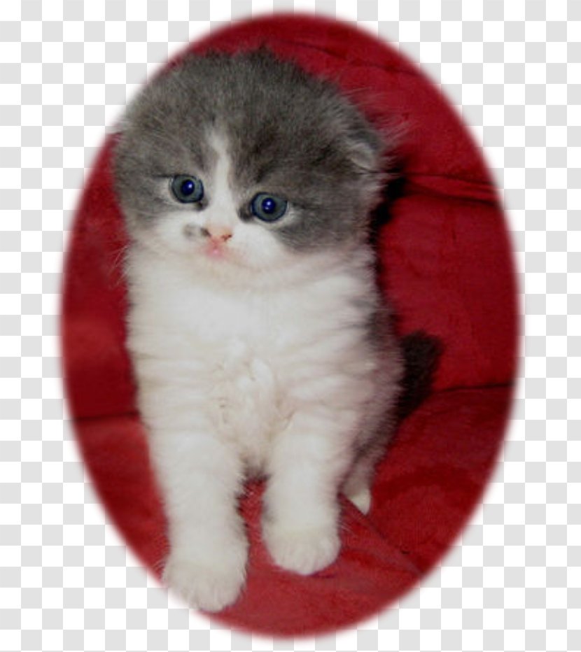 Kitten Scottish Fold Ragamuffin Cat British Semi-longhair Domestic Short-haired - United Kingdom Transparent PNG