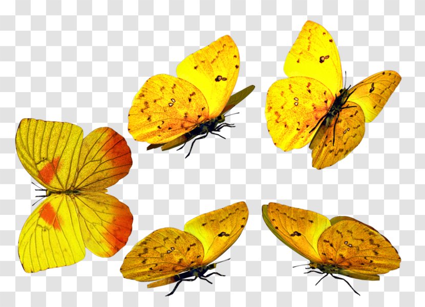 Butterfly - Insect - Nymphalidae Transparent PNG