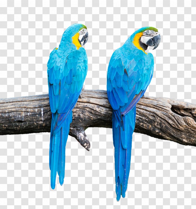Blue-and-yellow Macaw Parrot Scarlet Bird - Blue Transparent PNG