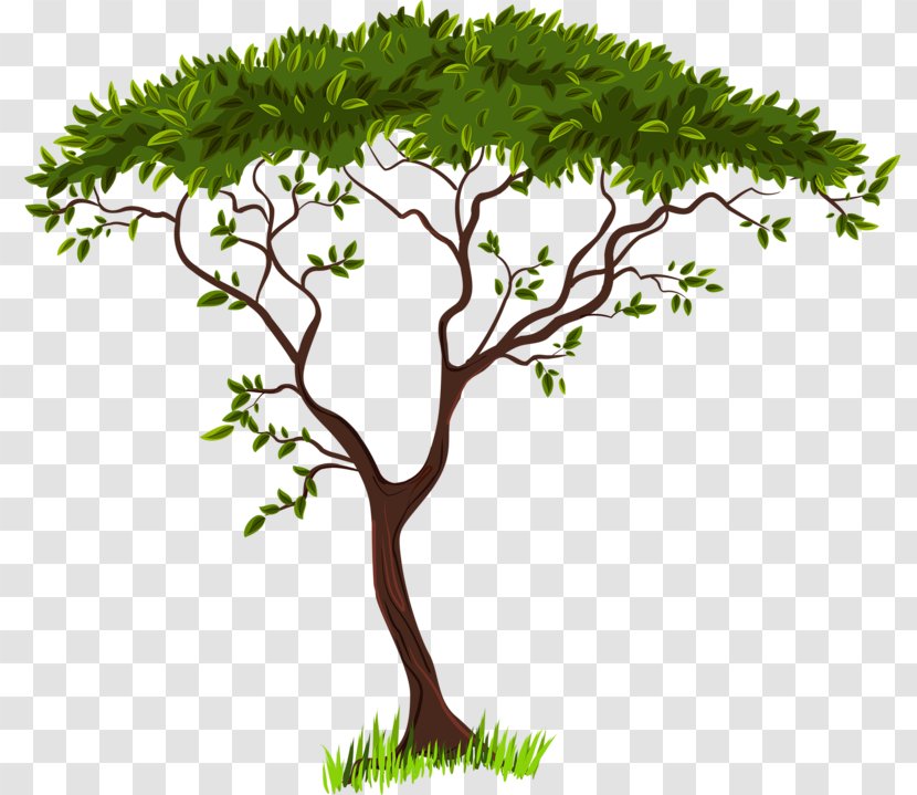 Clip Art - Organism - Orange Fruit Tree Transparent PNG