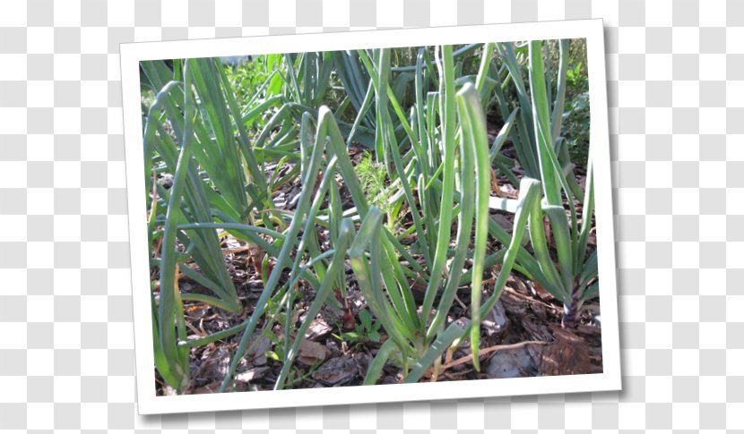 Sweet Grass Grasses Plant Stem - Fennel Seeds Transparent PNG
