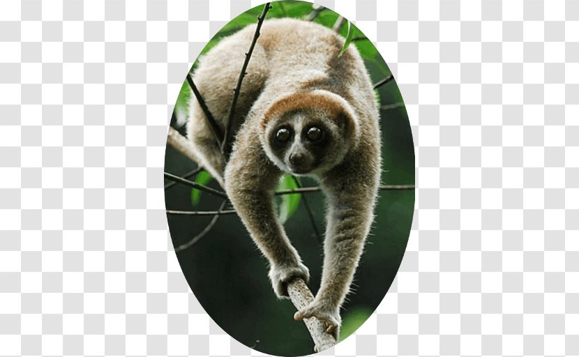 Primate Pygmy Slow Loris Nycticebus Kayan Sunda Bancanus - Javan - Monkey Transparent PNG