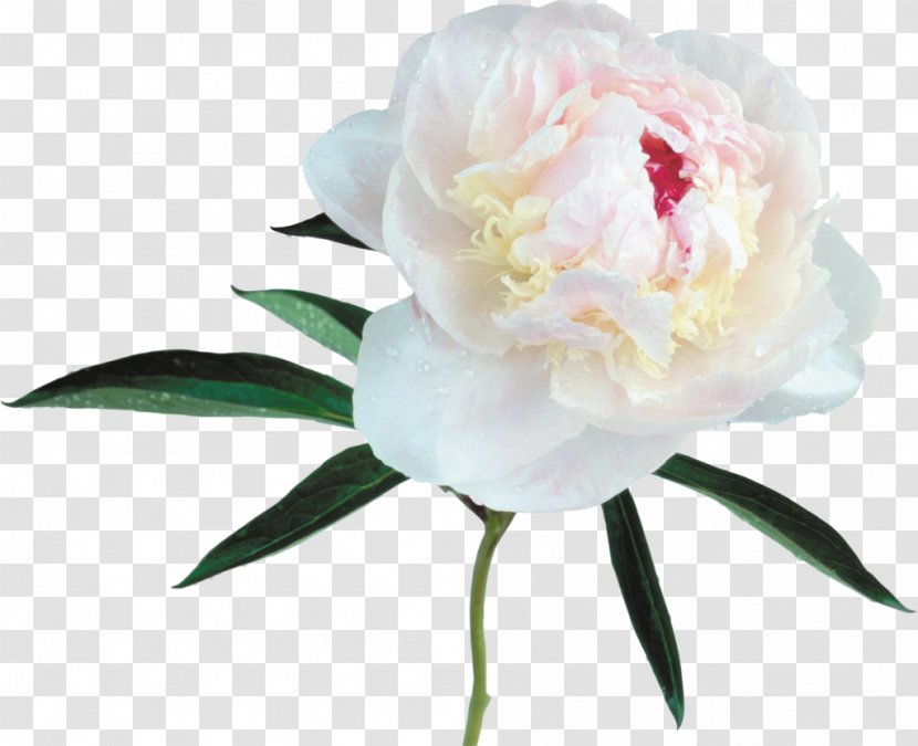 Peony Clip Art - Flower Bouquet - Large Transparent White Clipart Transparent PNG
