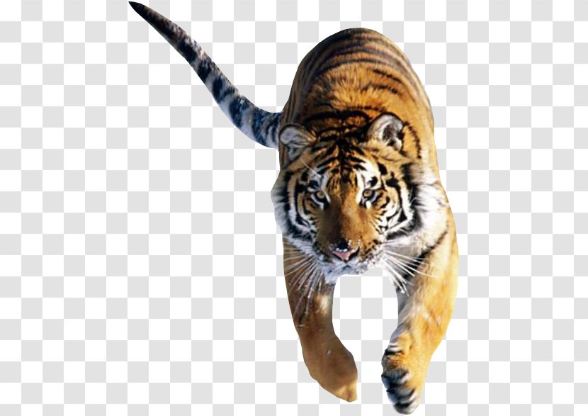 Cat Siberian Tiger Bengal Desktop Wallpaper White - Highdefinition Television - Tigers Transparent PNG