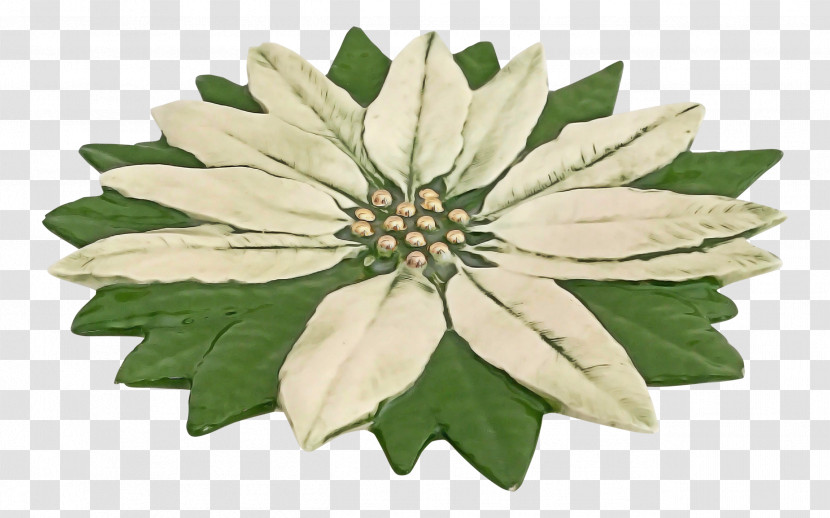 Flower Plant Leaf Petal Edelweiss Transparent PNG