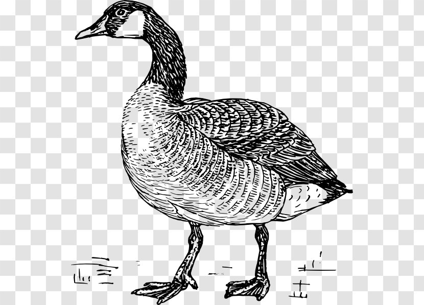 Greylag Goose Duck Bird Drawing - Wing Transparent PNG